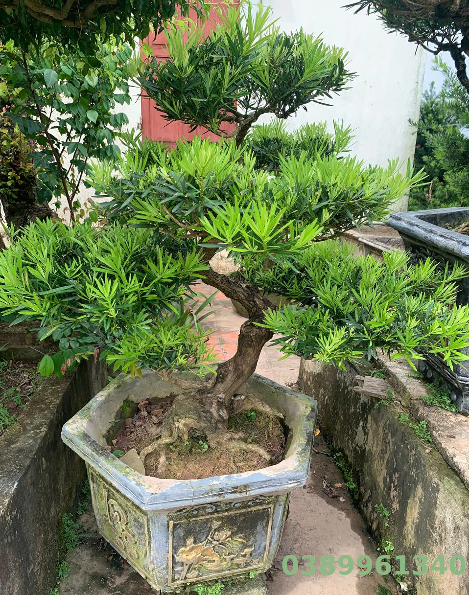 Tùng la hán bon sai 01