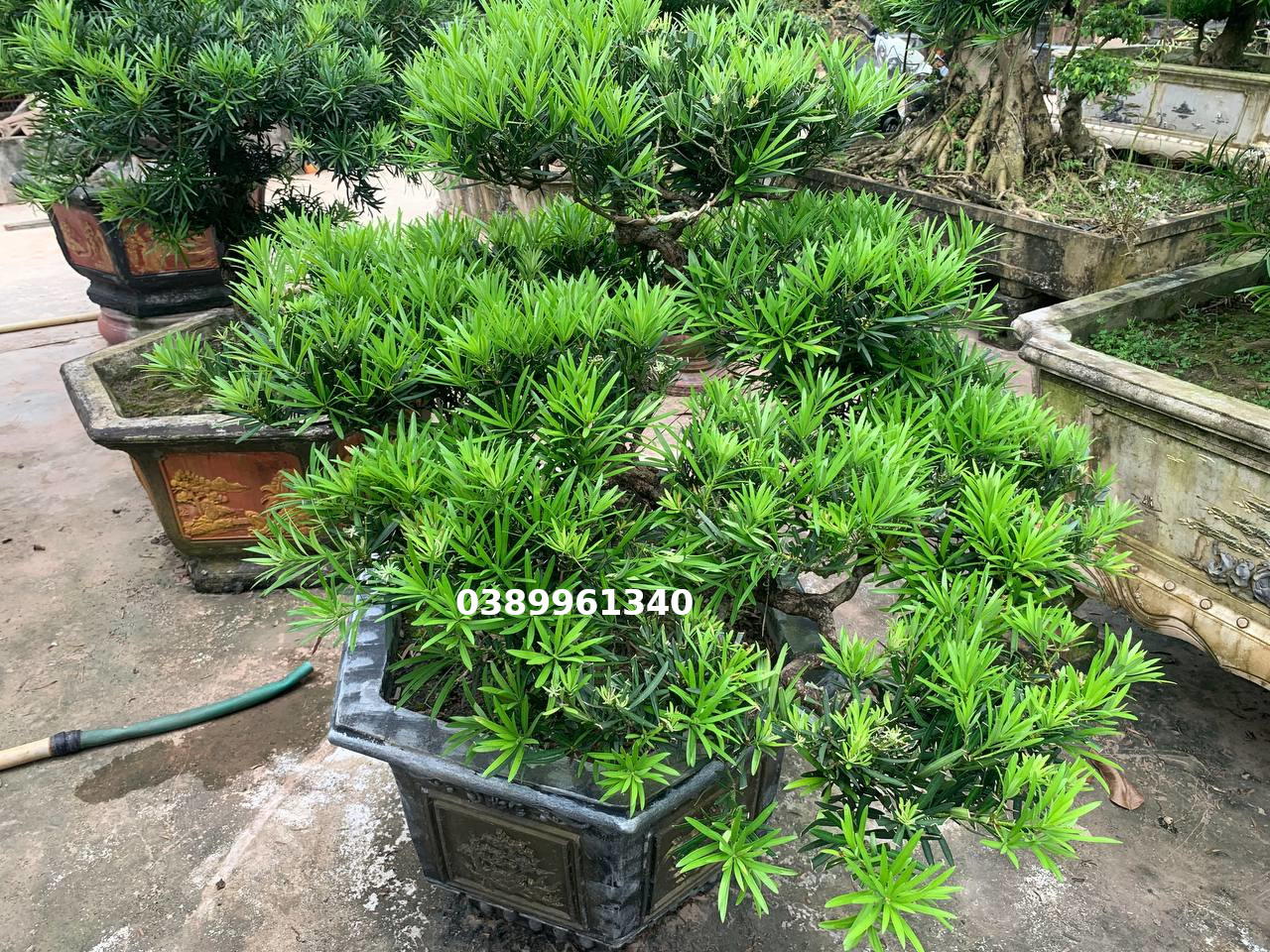 Tùng la hán dáng huyền 03