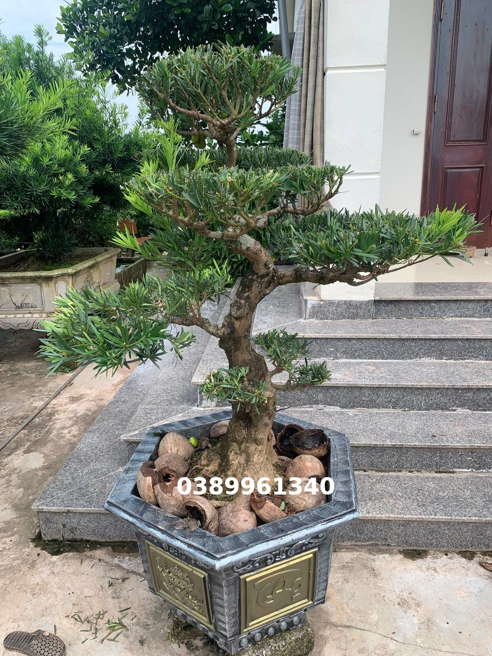 Tùng la hán bon sai 14