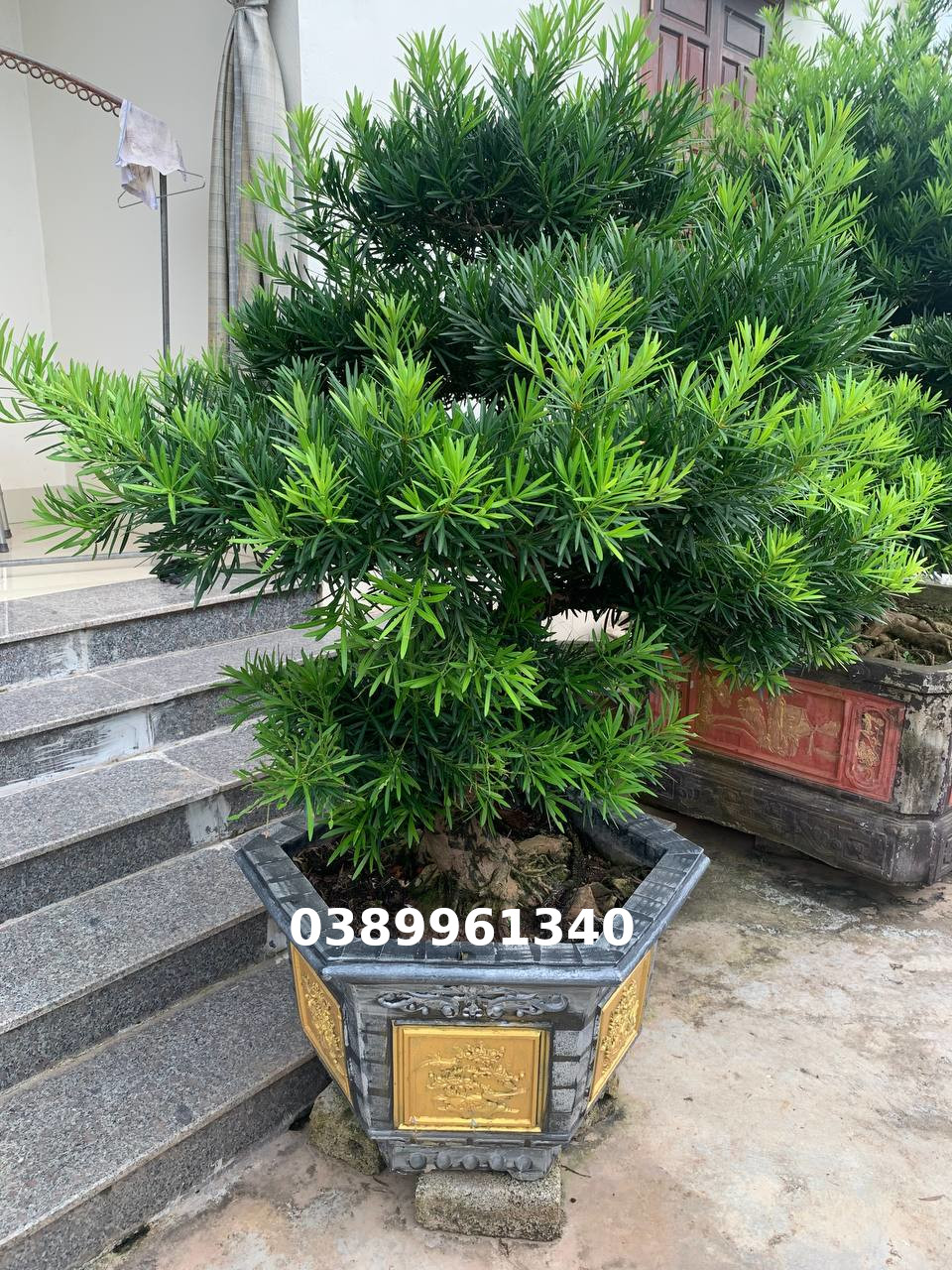 Tùng la hán bon sai 16