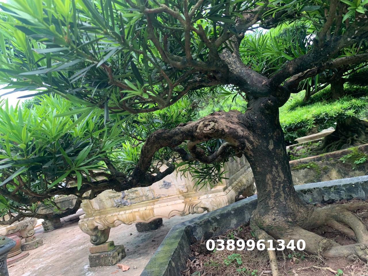 Tùng la hán dáng huyền 02
