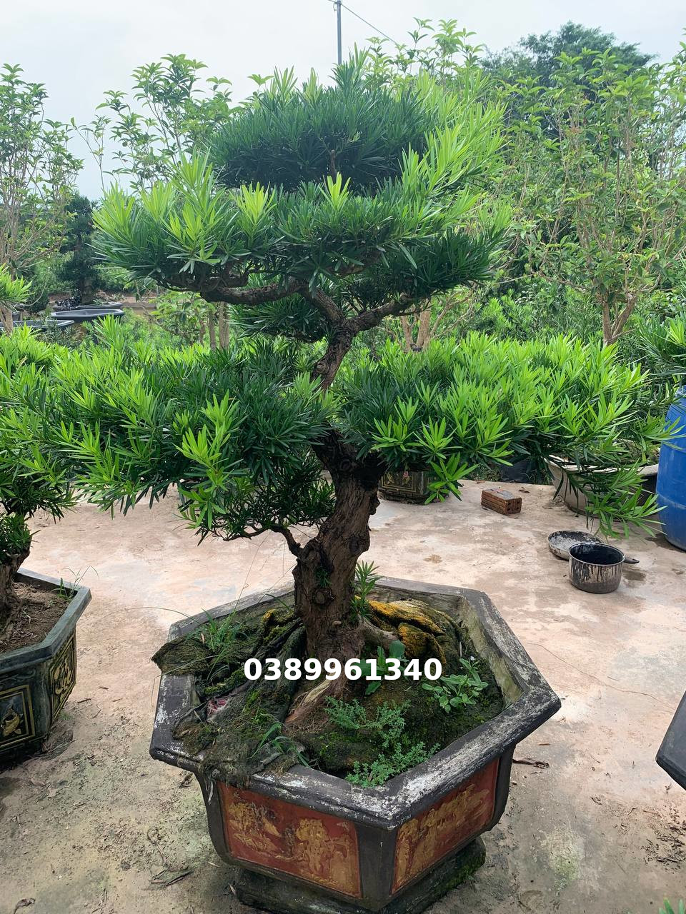 Tùng la hán bon sai  dáng trực  09