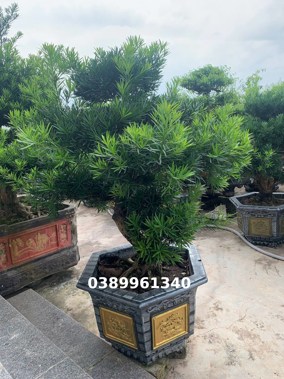 Tùng la hán bon sai 16