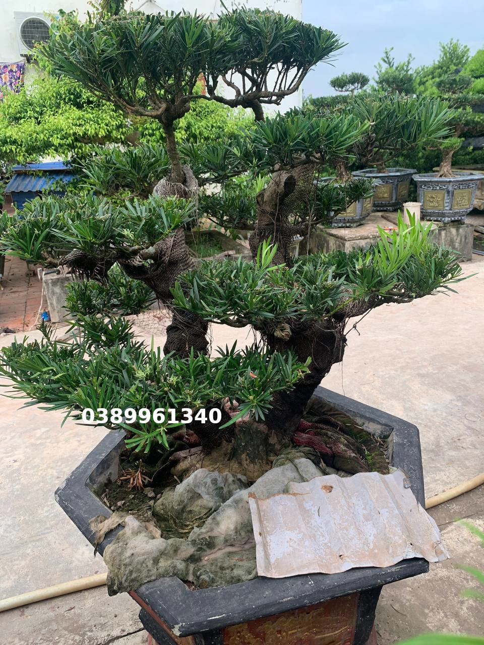 Tùng la hán song thụ 01