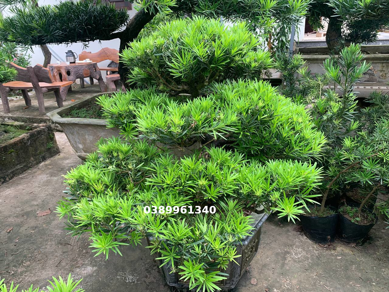 Tùng la hán dáng huyền 02