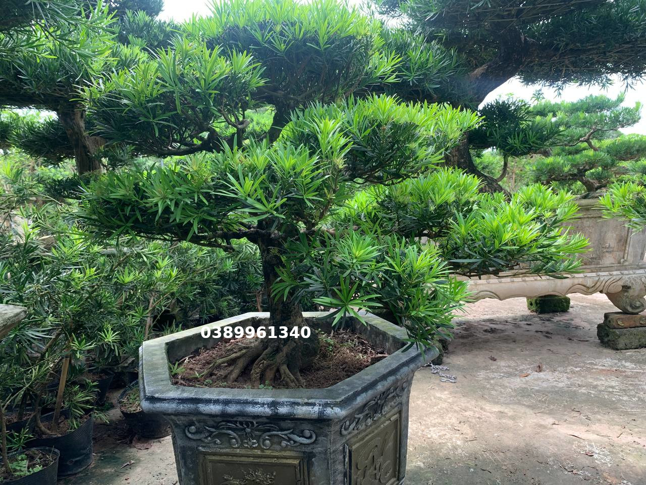 Tùng la hán dáng huyền 02