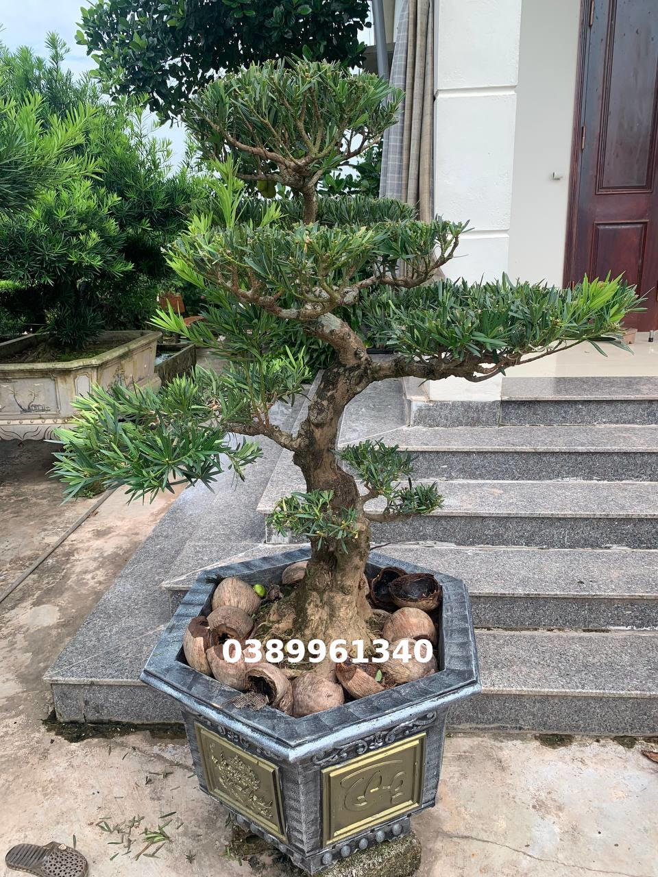 Tùng la hán bon sai 14
