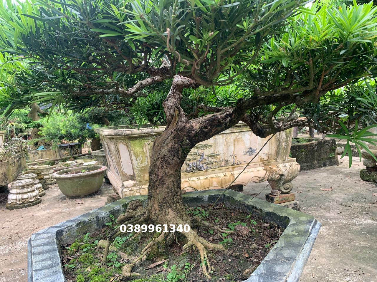 Tùng la hán dáng huyền 03