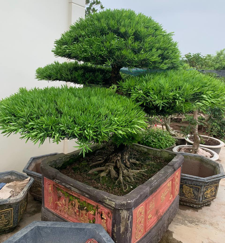 Long cổ tùng la hán
