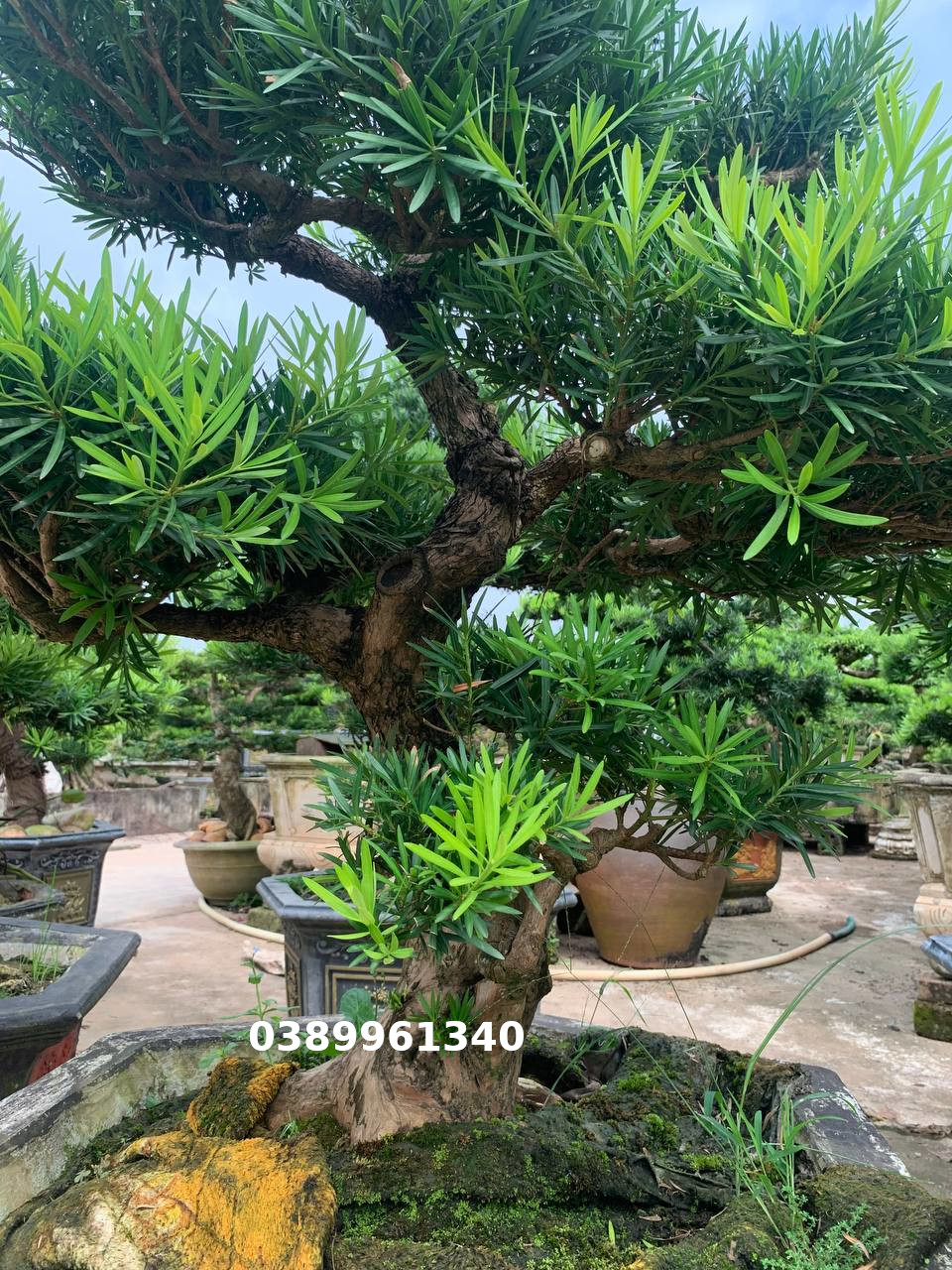 Tùng la hán bon sai  dáng trực  09