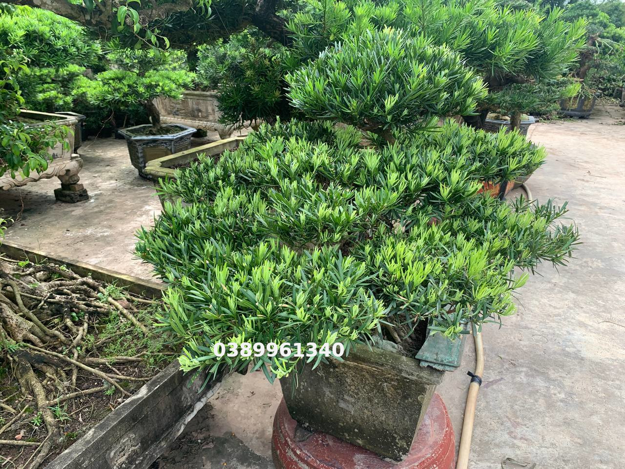 Tùng la hán dáng huyền 01