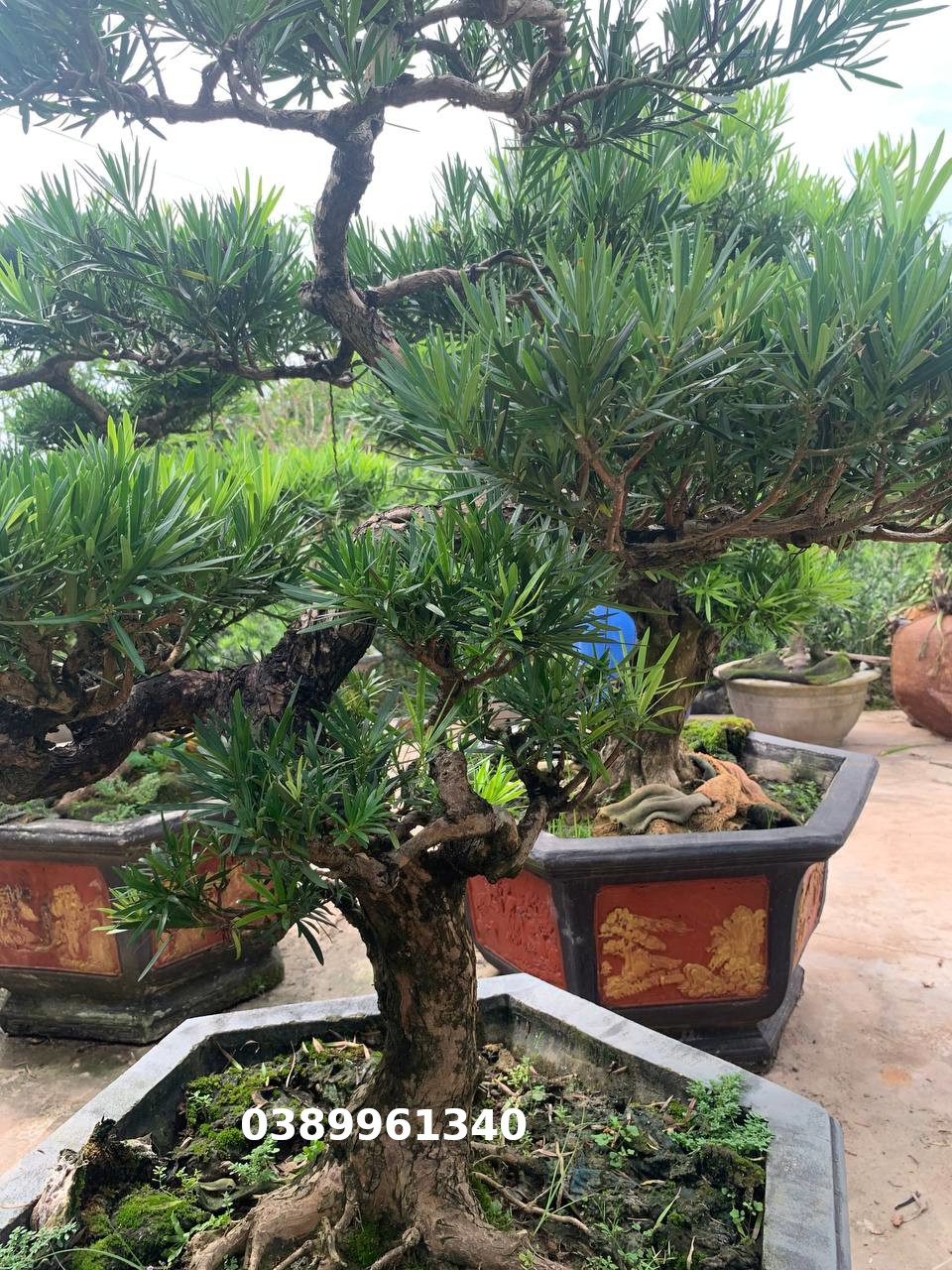Tùng la hán bon sai 10