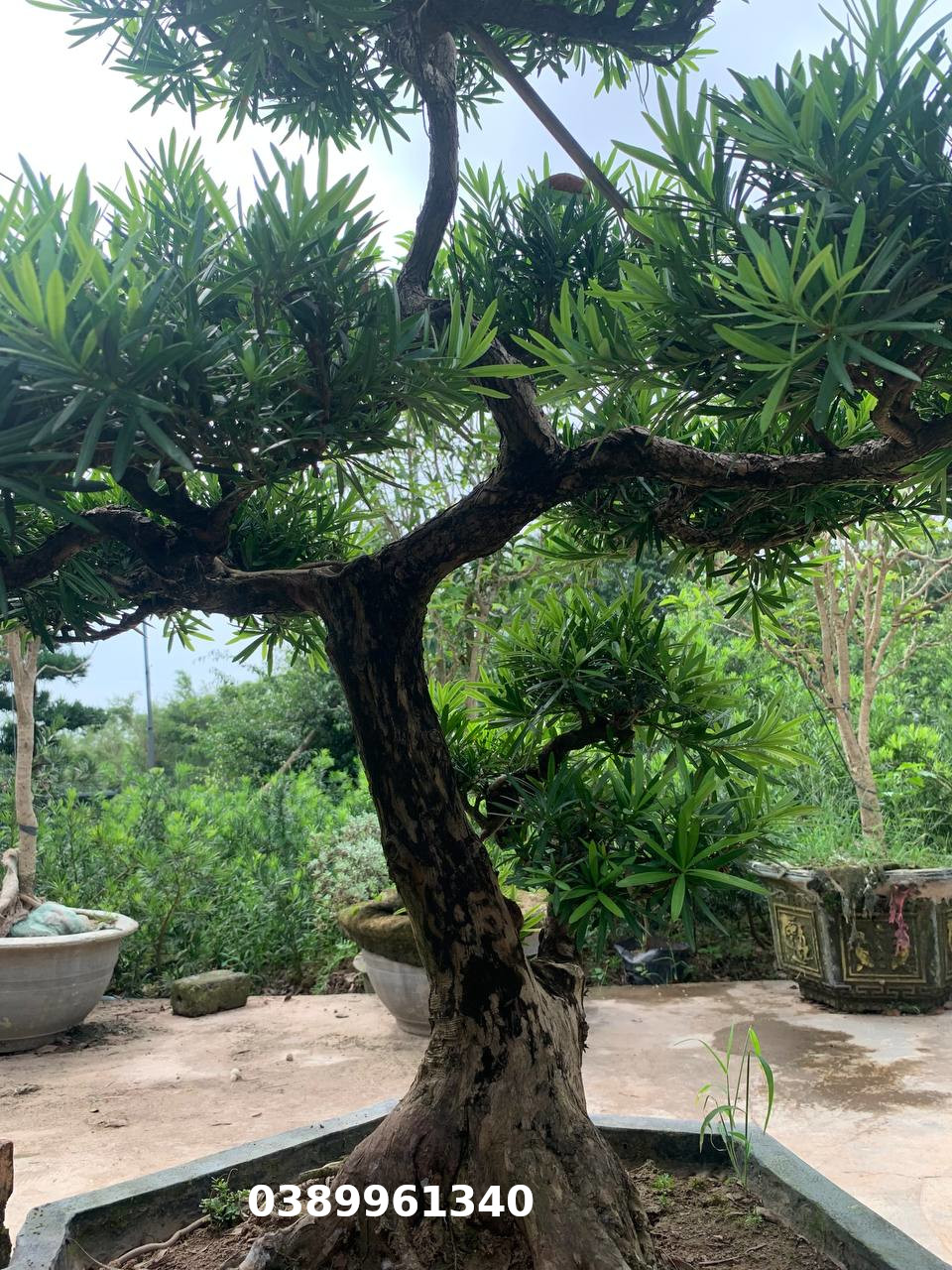 Tùng la hán bon sai 11
