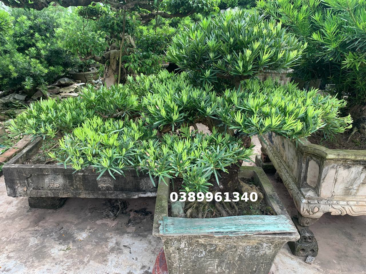 Tùng la hán dáng huyền 01