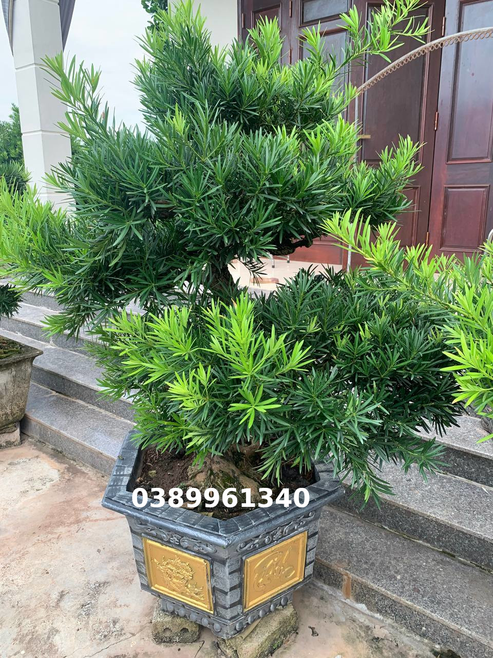 Tùng la hán bon sai 16