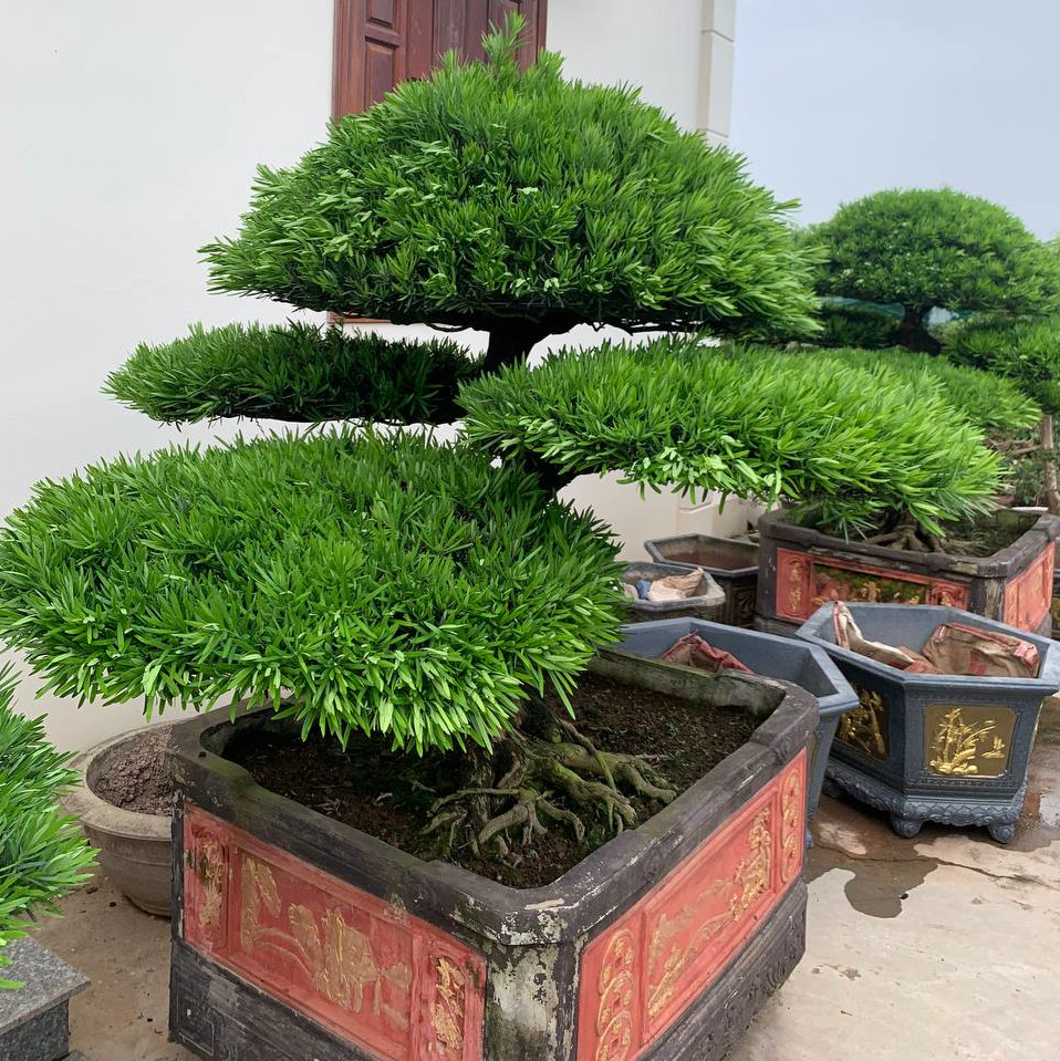 Long cổ tùng la hán
