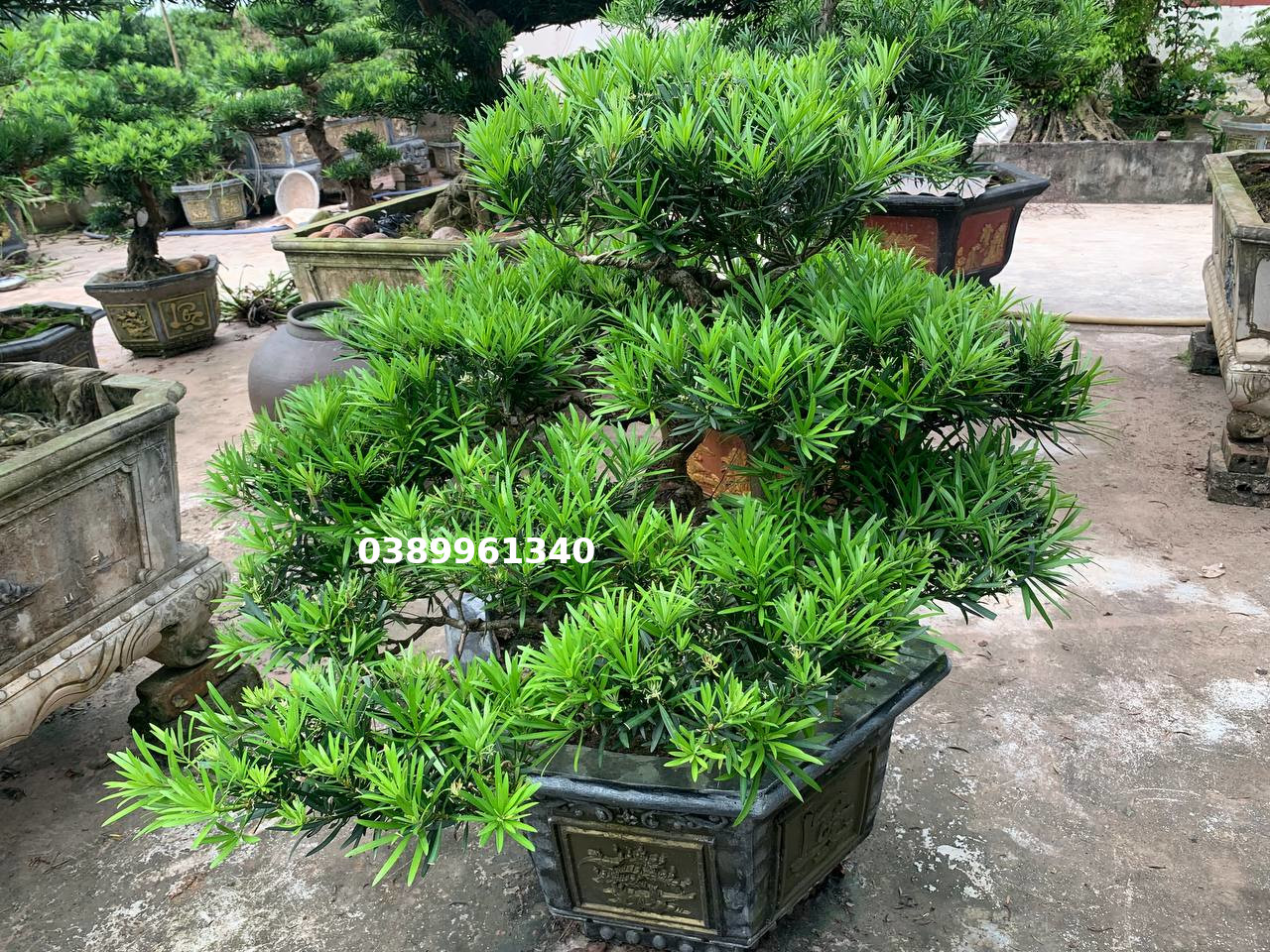 Tùng la hán dáng huyền 03