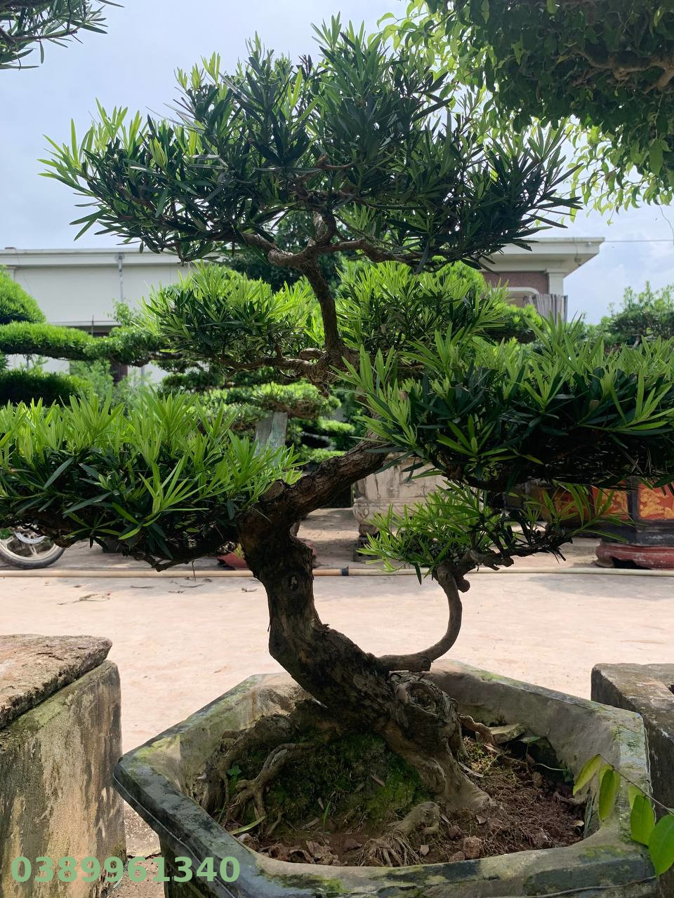 Tùng la hán bon sai 01