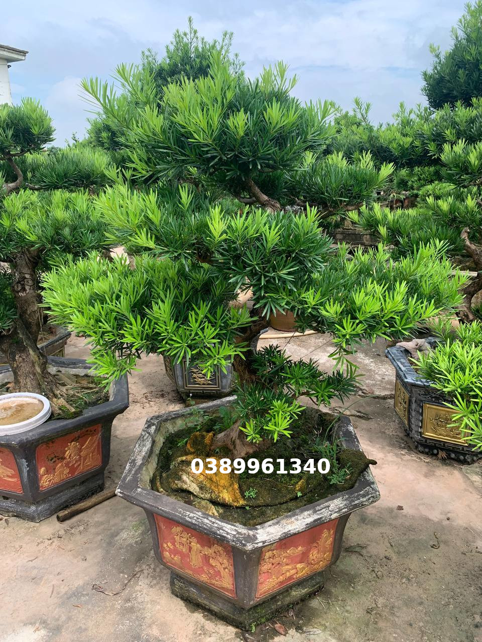 Tùng la hán bon sai  dáng trực  09