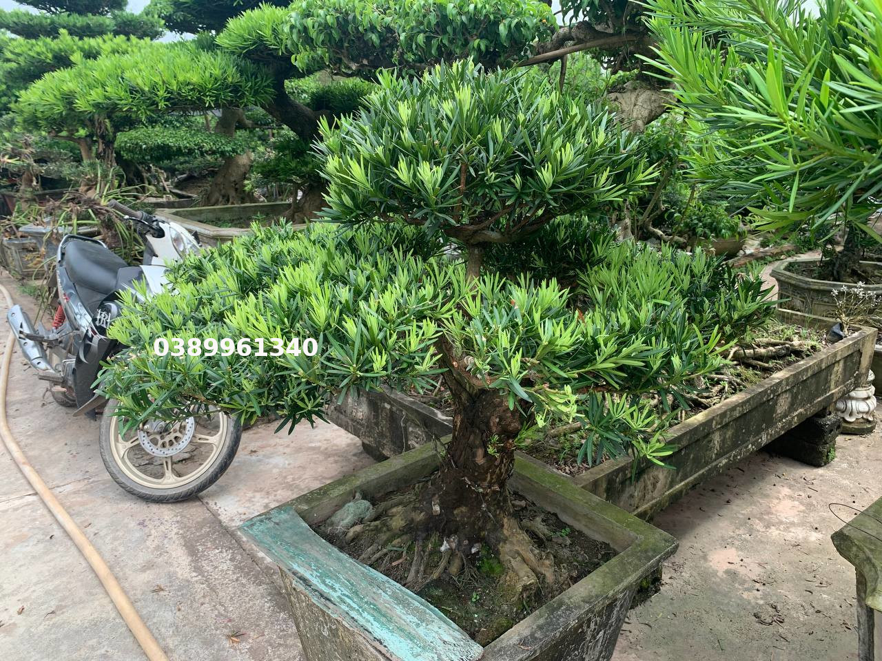 Tùng la hán dáng huyền 01