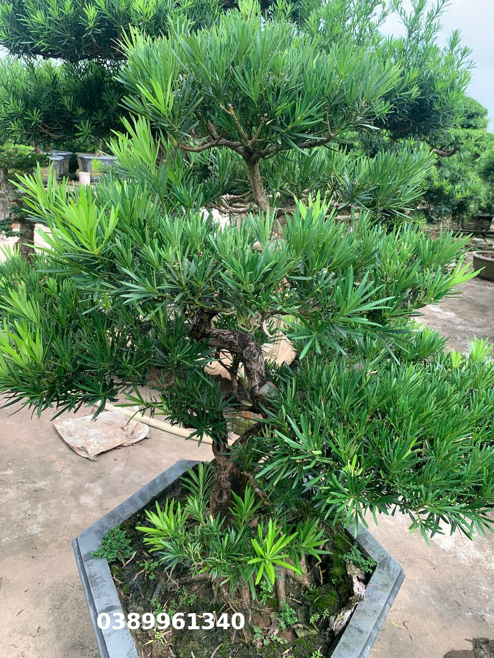 Tùng la hán bon sai 10