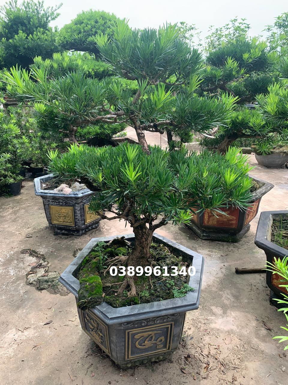 Tùng la hán bon sai 10