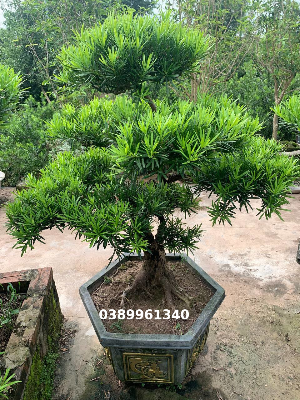 Tùng la hán bon sai 11