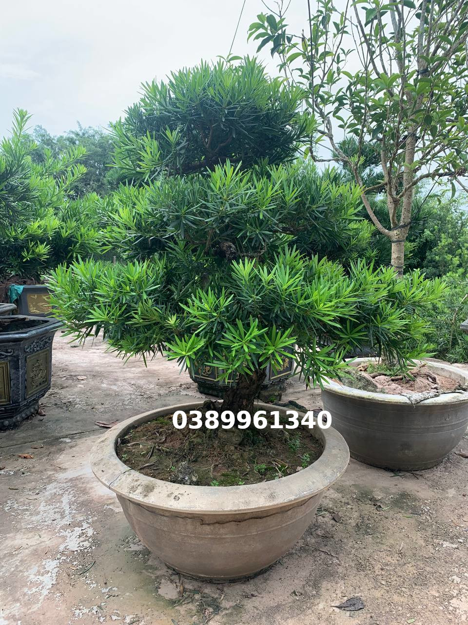Tùng la hán bon sai 12