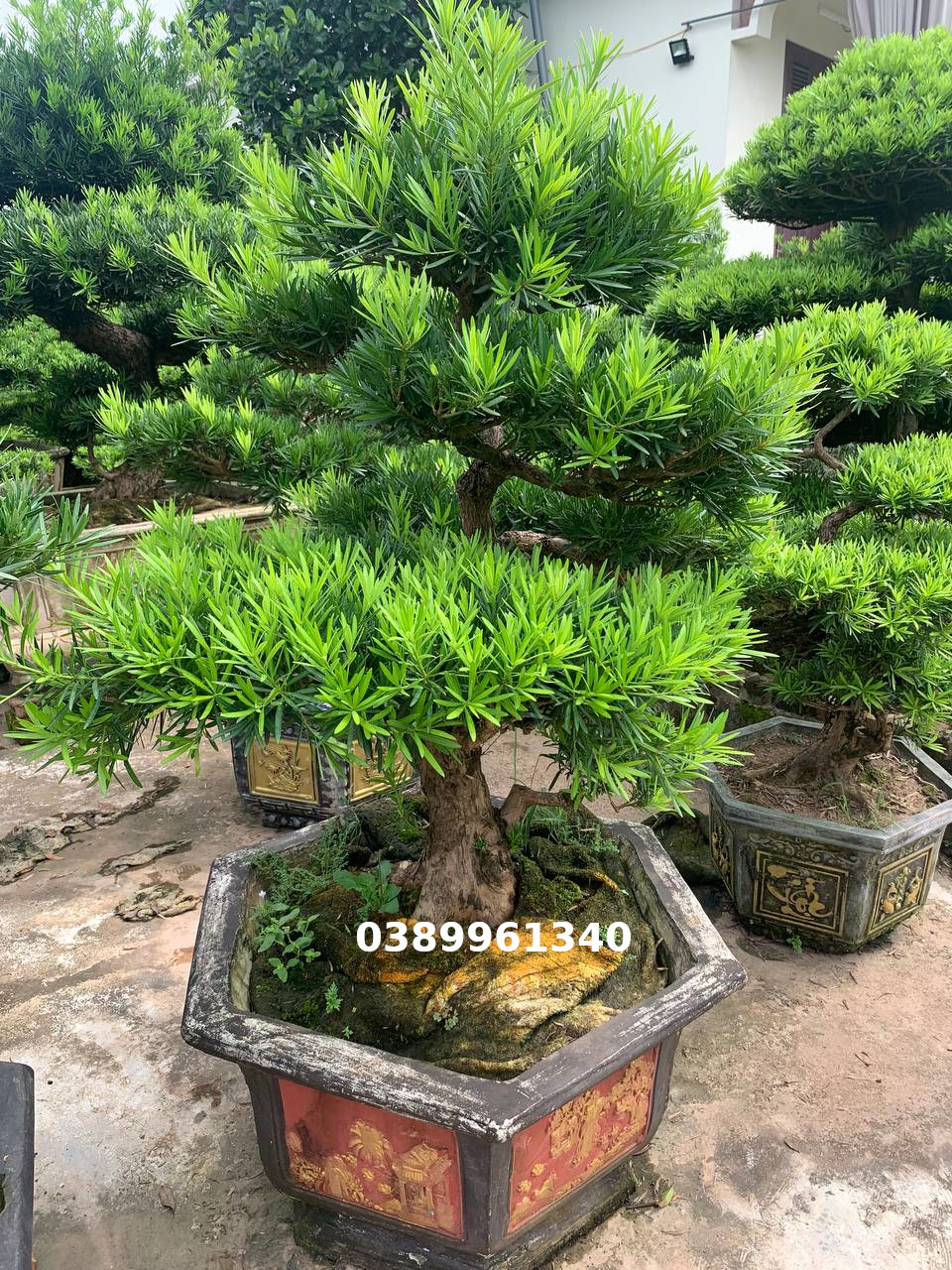 Tùng la hán bon sai  dáng trực  09
