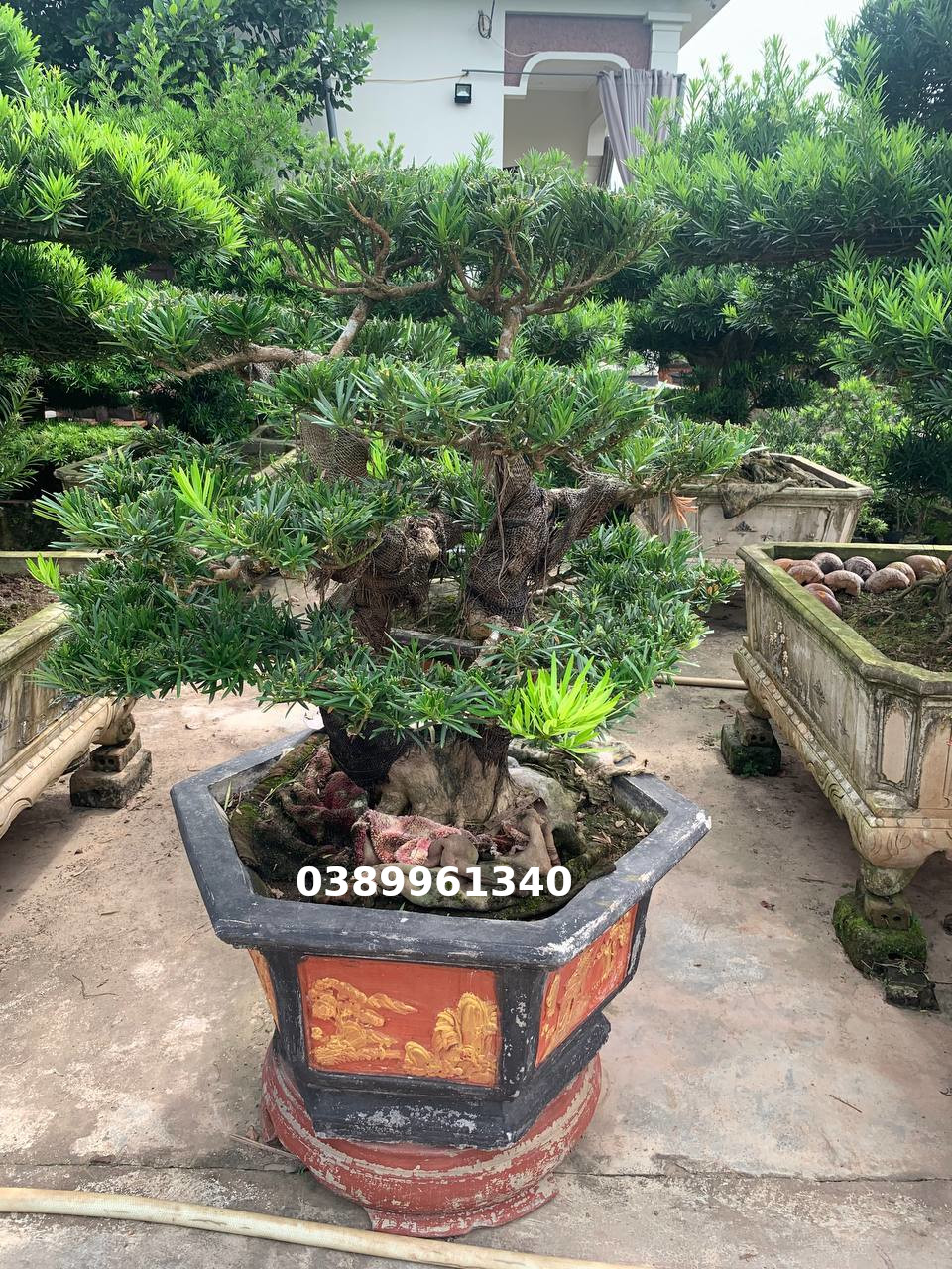 Tùng la hán song thụ 01