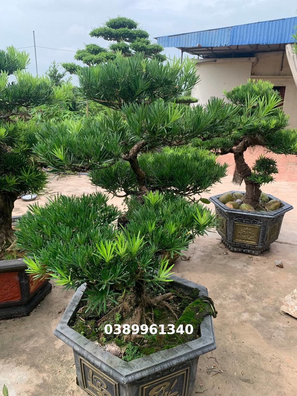 Tùng la hán bon sai 10