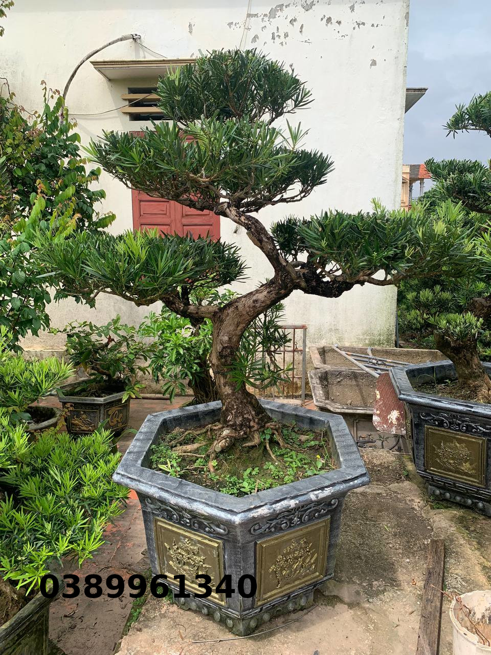 Tùng la hán bon sai 03