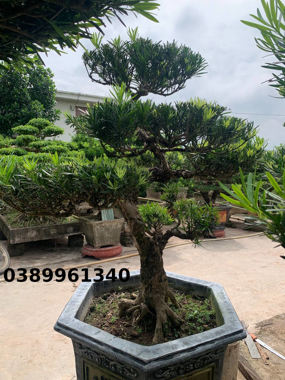 Tùng la hán bon sai 03