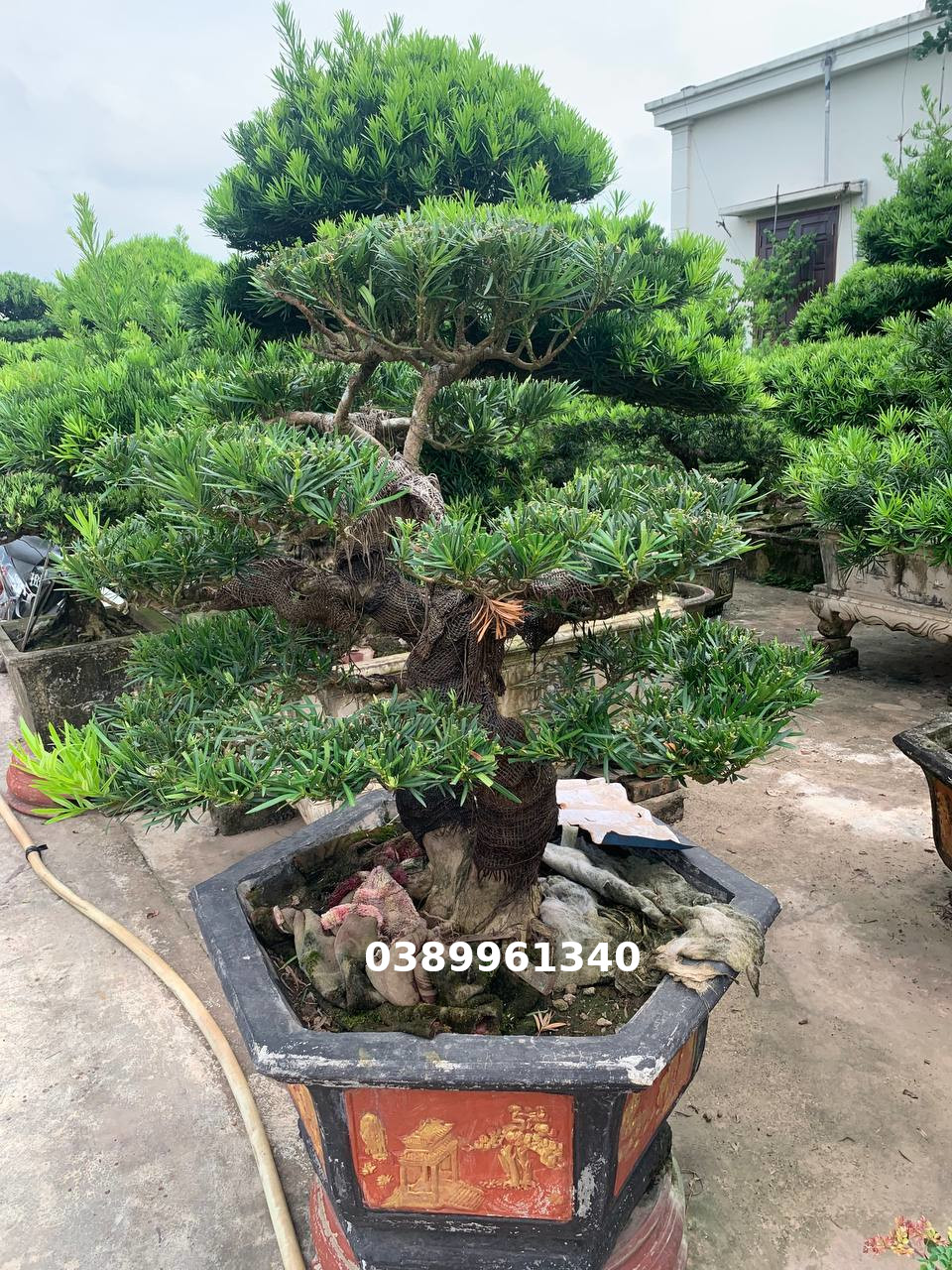 Tùng la hán song thụ 01