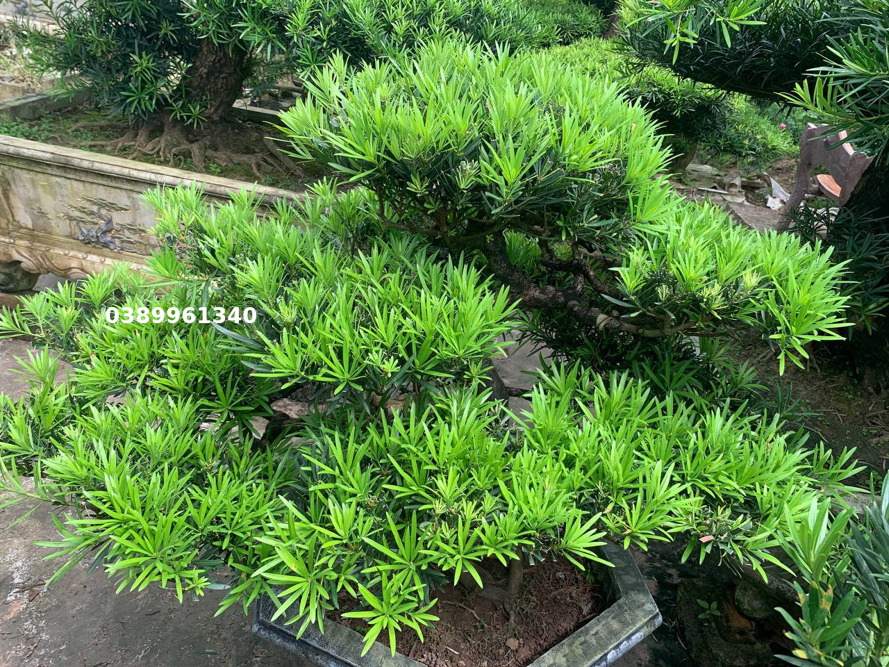 Tùng la hán dáng huyền 02