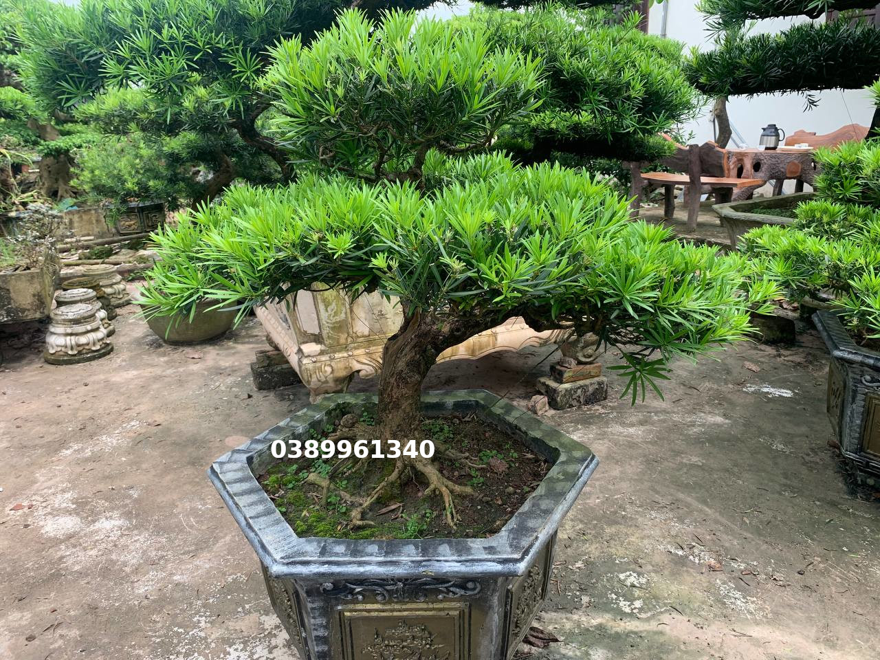 Tùng la hán dáng huyền 03